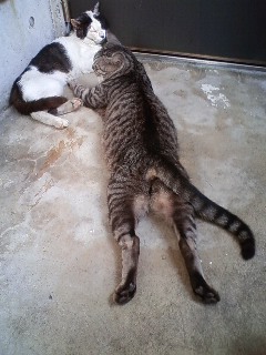 猫